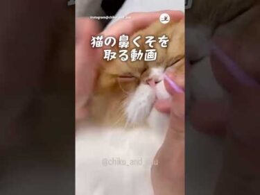 定期的にお掃除が必要です🐱｜PECO