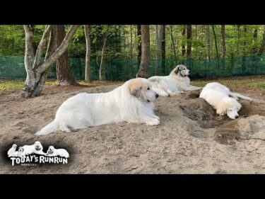 小鳥の囀りを子守唄に仲良く並んで眠るアランとベルとリリーです　Great Pyrenees　グレートピレニーズ
