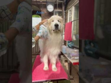 Alain アラン #greatpyrenees #todaysrunrun #グレートピレニーズ #今日のルンルン