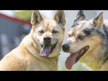 【ストレスのないドッグライフ】子犬・成犬・野犬の迎え入れと躾け方法