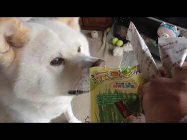 【秋田犬ゆうき】今度は成功？犬の食べる草のたねを植えてみたので二人で成長を見守る【akita dog】