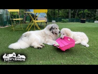 大好きなピンクのソリをリリーにもかじらせてやるベルです　Great Pyrenees　グレートピレニーズ