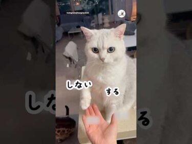 お手しようか迷う猫さん😂｜PECO