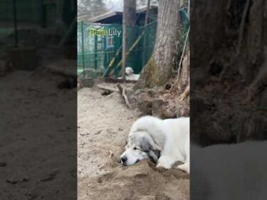 Belle ベル Lily リリー #greatpyrenees #todaysrunrun #グレートピレニーズ #今日のルンルン