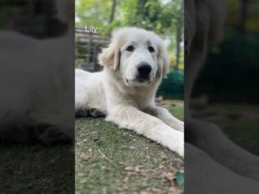 Lily リリー #greatpyrenees #todaysrunrun #グレートピレニーズ #今日のルンルン