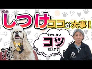 犬のしつけの基本！失敗しないために知っておくべきこと