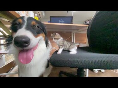 職場で私の足元に天使がいるので仕事が捗らない　The dogs and kittens are so cute I can’t work