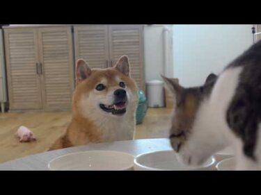 柴犬兄と保護猫の和やかなムード！そこへ母親役の柴犬妹が来ると‥こうなる。。