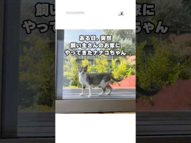 保護した猫さんが出産してみんなうちの子に♡｜PECO