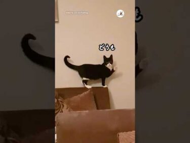 猫が悪戯してるところを撮ってたら手を振ってきた｜PECO
