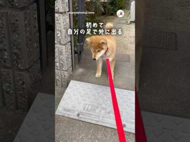 【挑戦】初めて歩いてお外に出るよ！｜PECO