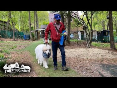 お利口に車に乗り込むリリーとなかなか乗らないアランとベルです　Great Pyrenees　グレートピレニーズ