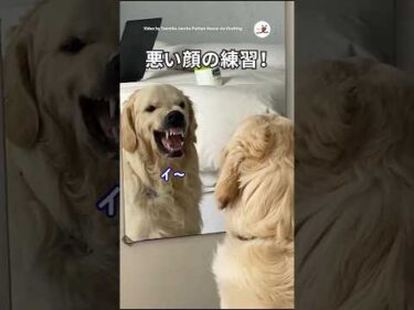 一人で悪い顔の練習をするワンコ｜PECO