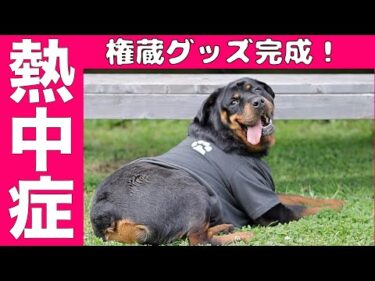 【熱中症対策】ロットワイラー権蔵