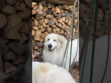 Alain アラン Lily リリー #greatpyrenees #todaysrunrun #グレートピレニーズ #今日のルンルン