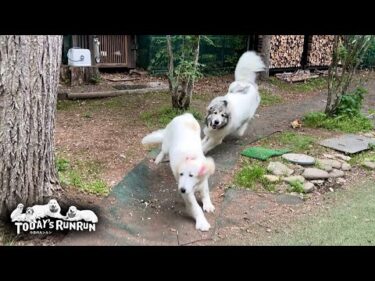 しつこいリリーに徹底的に追い込みをかけるベルです　Great Pyrenees　グレートピレニーズ
