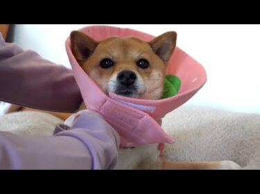 手術後のお留守番…兄柴のお散歩を柴犬は切ない表情で見送りました。