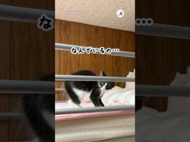 威嚇しないで😂｜PECO