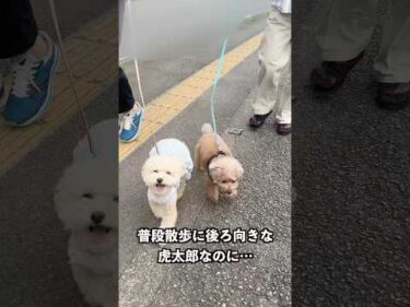 ジィジに会えて張り切るコタさん  #犬 #トイプードル #かわいい #トイプードルの虎太郎三桜 #癒し #といぷーどる #こたみお