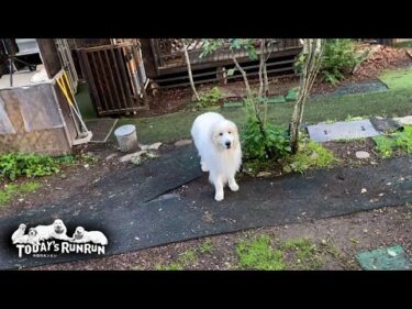 そんなに言うなら一緒に散歩に行ってやっても良いよ…という態度のアランです　Great Pyrenees　グレートピレニーズ