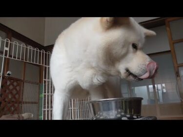 【秋田犬ゆうき】夜鳴き期間が終わり十日以上ぶりくらいにカリカリとフードを食べ始める【akita dog】
