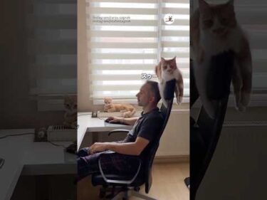 バランス感覚が凄い猫さん｜PECO