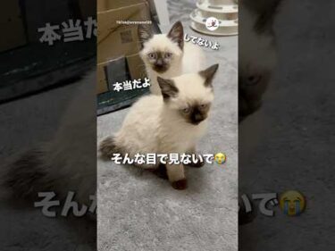 「なんかしただろ」みたいな顔でこっち見てくる｜PECO