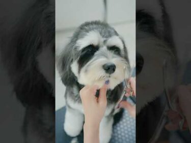 お顔も耳もまんまるに！可愛く大変身するシュナウザー！#asmr #shorts  #子犬 #トリミング #asmr #ヘアカット