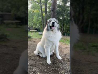 Belle ベル #greatpyrenees #todaysrunrun #グレートピレニーズ #今日のルンルン
