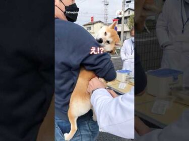 注射後の余韻がすごい柴犬｜PECO