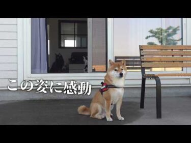 散歩を拒否する柴犬！妹を思いやるその姿に涙が止まりません…【癒しエピソード】