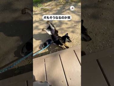 【悲劇】ジョン気持ちいいねえ→え？｜PECO