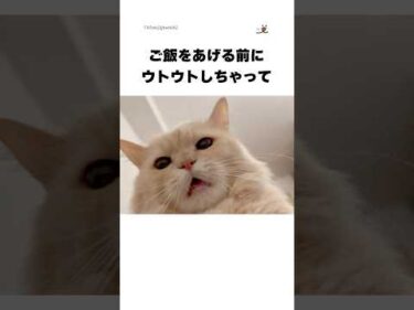 このあと、しっかりご飯をあげました🙇‍♂️｜PECO