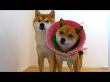 術後の柴犬、進展ありました。