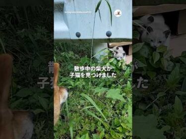 子猫保護して10日、ゼロ距離見守り柴犬｜PECO #shorts
