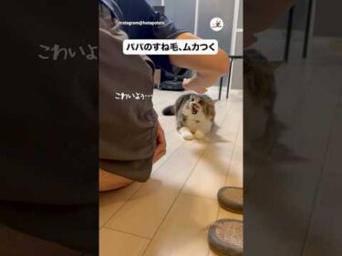 短パンが履けない理由｜PECO