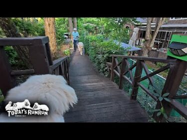 ベルとリリーが門を出るまで行かないふりを続けるアランです　Great Pyrenees　グレートピレニーズ
