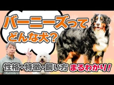 バーニーズマウンテンドッグってどんな犬？性格や特徴・しつけのポイントをドッグトレーナーが徹底解説