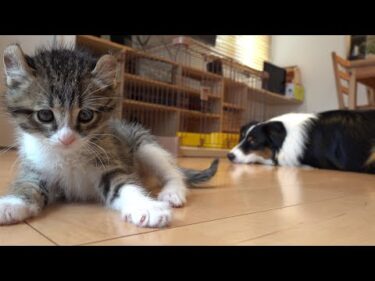 生まれて初めて後ろ足を見つけた子猫