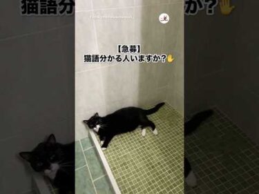 なんかめっちゃ話しかけてくる猫｜PECO