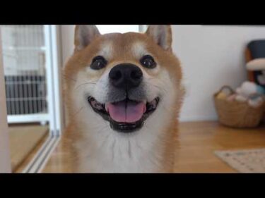 柴犬が新入り猫に犬語で注意⁉︎威厳ゼロな可愛すぎる説教が、これ。