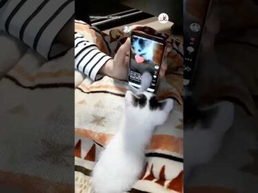 セルフいいねで気分ノリノリ｜PECO