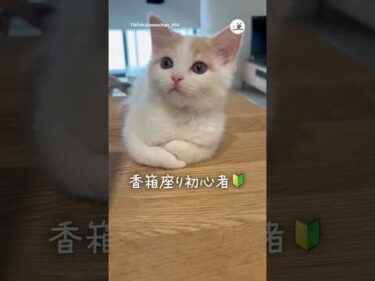 【子猫】初々しい香箱座りをどうぞ｜PECO