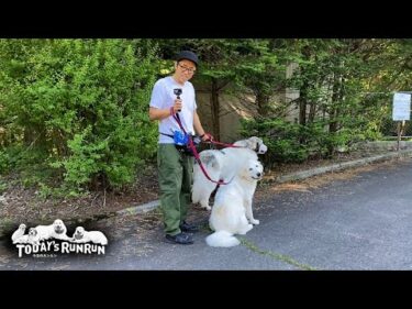 ついに格上げ？息子（格下）の指示でアランを待つベルとリリーです　Great Pyrenees　グレートピレニーズ