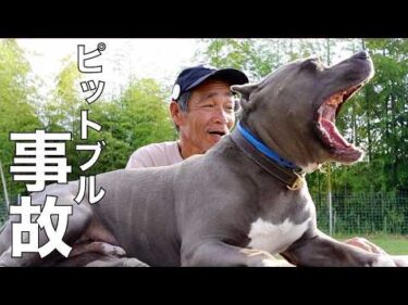 【ピットブル事故】飼い主より繁殖屋を規制するべき！