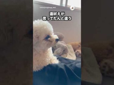 聞いたことない遠吠え｜PECO