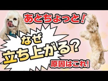 【犬のしつけ】立ち上がってテーブルの上のものを取ろうとする！立ち上がる癖を直すにはどうしたらいいの？