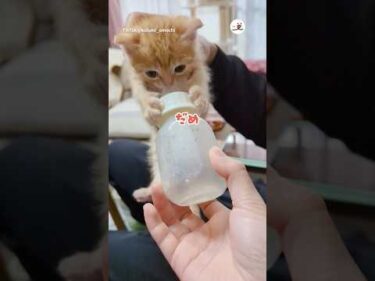 絶対に離さない、ぽんぽこ子猫🍼｜PECO #shorts