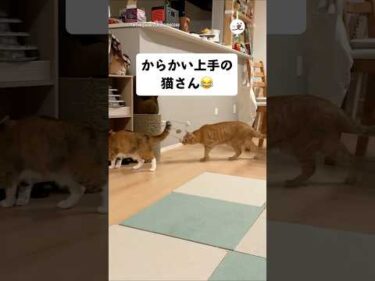 好きな子だけにちょっかい出す小学男子みたい😂｜PECO