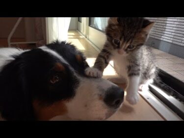 突然はじまるカイルとキウイのバレバレかくれんぼ　Dog and kitten hide and seek